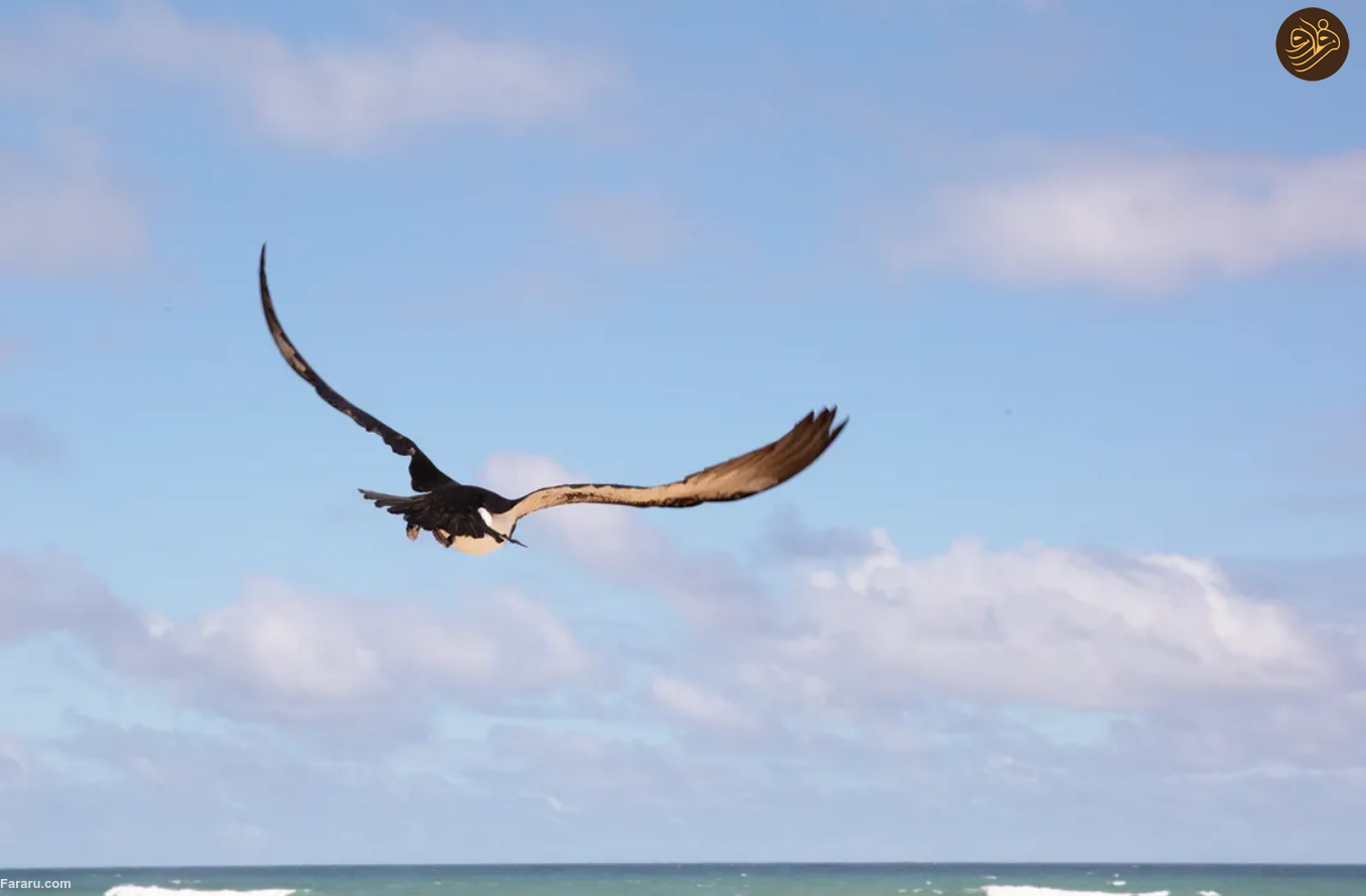 به پایتخت در حال انقراض جهان خوش آمدید؛ سیاره ما با یک انقراض دسته جمعی روبرو است/