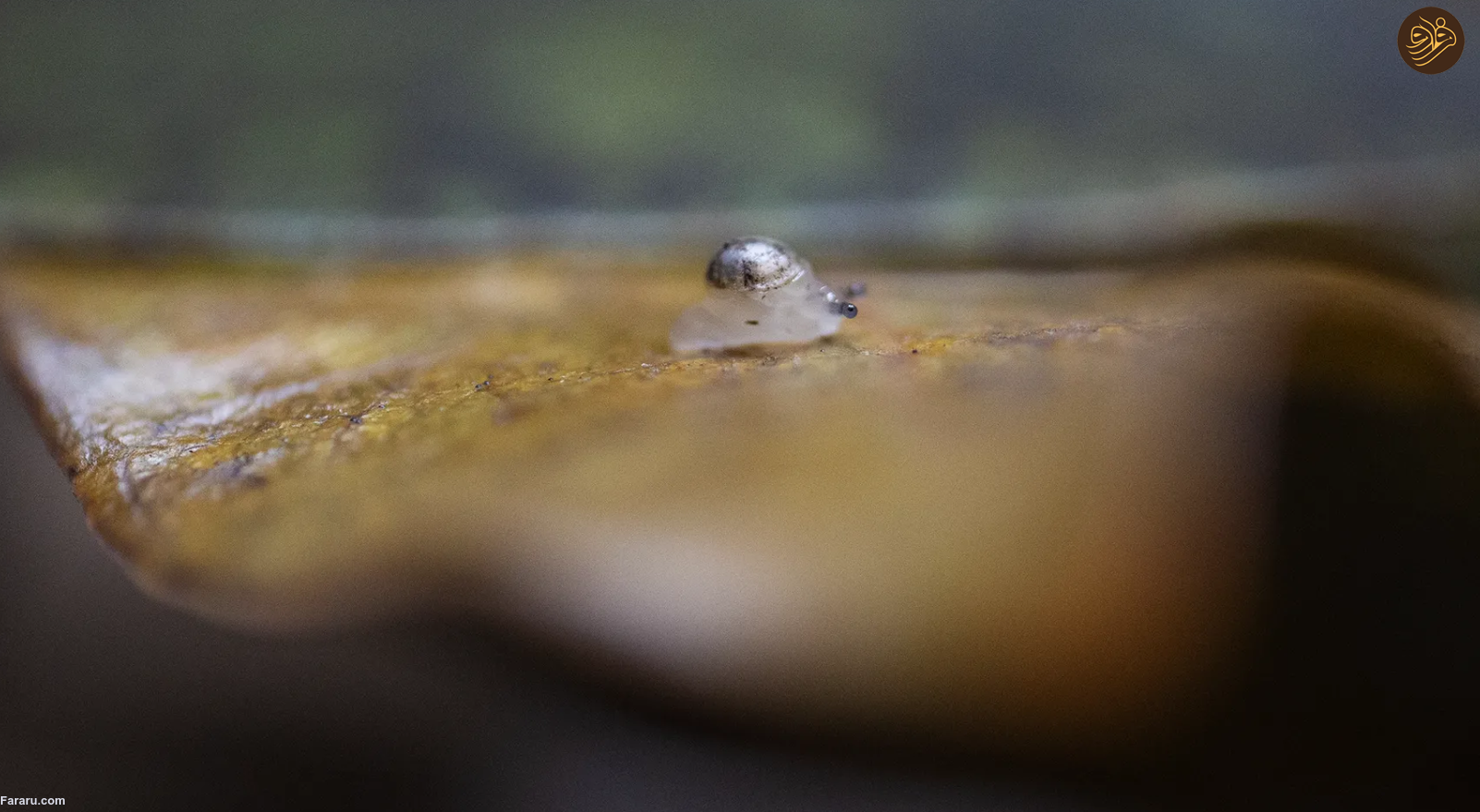 به پایتخت در حال انقراض جهان خوش آمدید؛ سیاره ما با یک انقراض دسته جمعی روبرو است/