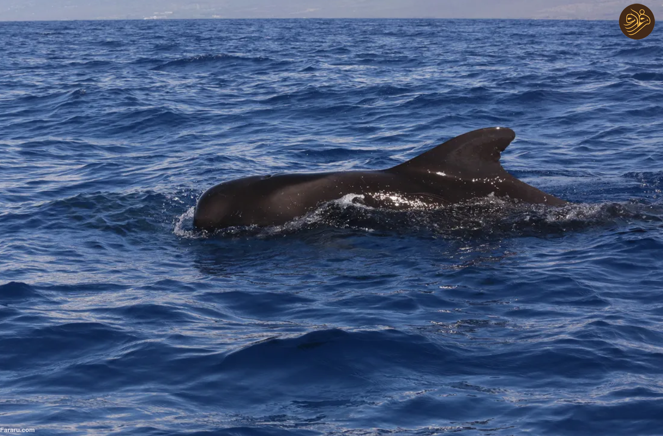 به پایتخت در حال انقراض جهان خوش آمدید؛ سیاره ما با یک انقراض دسته جمعی روبرو است/