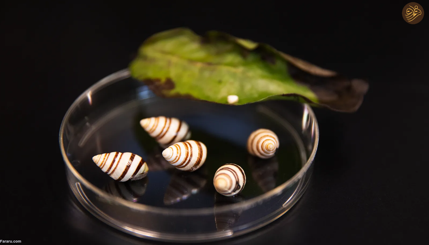 به پایتخت در حال انقراض جهان خوش آمدید؛ سیاره ما با یک انقراض دسته جمعی روبرو است/