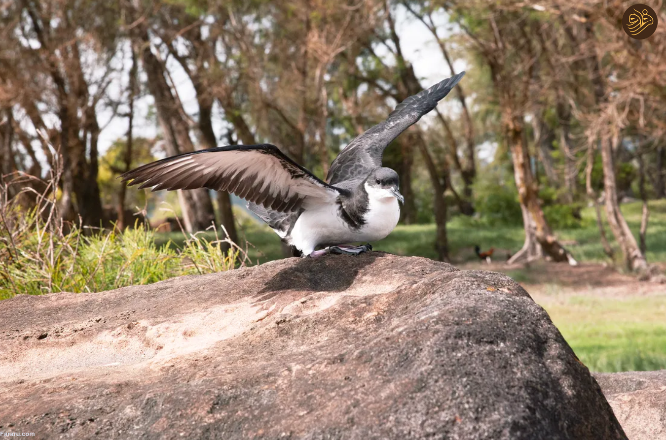 به پایتخت در حال انقراض جهان خوش آمدید؛ سیاره ما با یک انقراض دسته جمعی روبرو است/