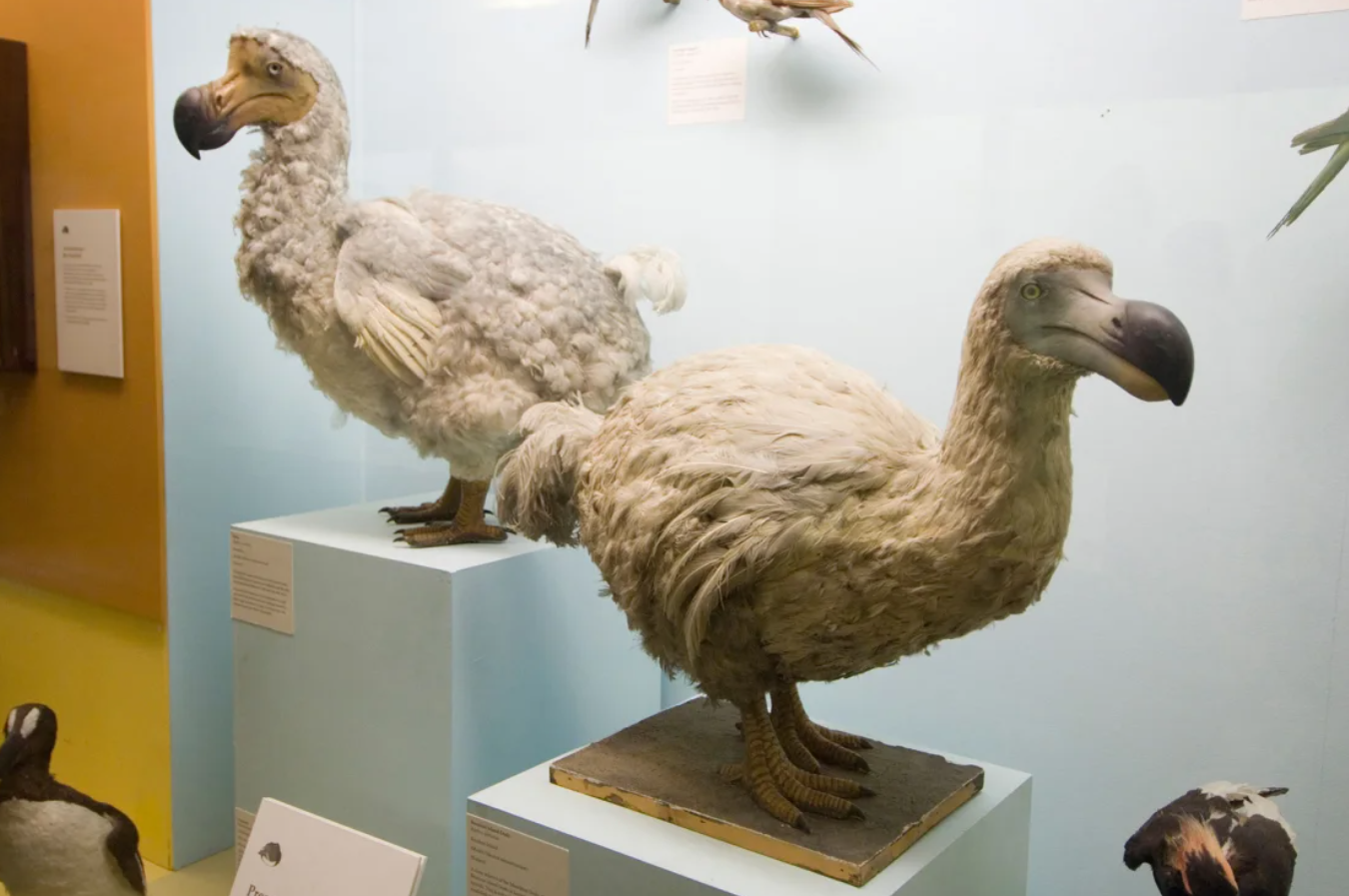 انقراض دسته جمعی چیست و چرا دانشمندان فکر می کنند ما در میانه یک انقراض قرار داریم؟ (مطالب سی ان ان معمولا زود میسوزن زیرنویس عکس ها در متن گنجانده و ذکر شده اند)