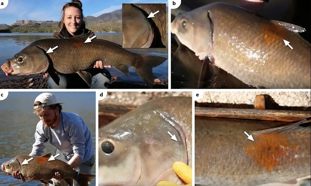 چشمه جوانی؛ بوفالوماهی‌های ۱۰۰ ساله که با افزایش سن سالم‌تر می‌شوند!