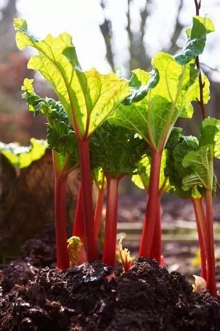 هفت غذای خطرناک در جهان؛ از جمله غذا‌های اصلی روزمره که شما را شوکه می‌کند