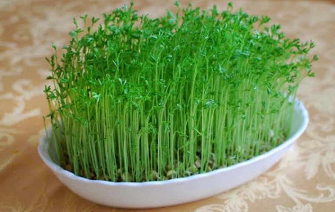 معرفی هفت مدل سبزه برای نوروز و سفره هفت‌سین/ از امروز تا ۲۴ اسفند وقت دارید