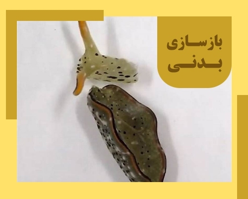 معرفی لیسه دریایی / بررسی انواع مختلف این موجود عجیب