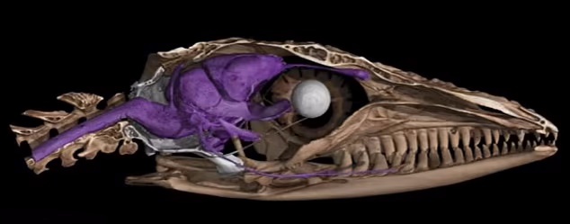 تصاویر سه بعدی خارق‌العاده از ۱۳،۰۰۰ جانورِ موزه‌ای که اکنون برای همه رایگان است