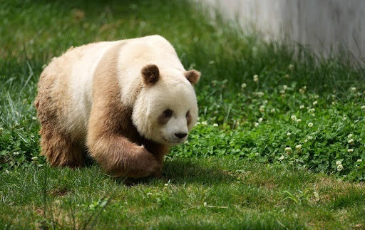 این پاندا سیاه و سفید نیست، رنگی است