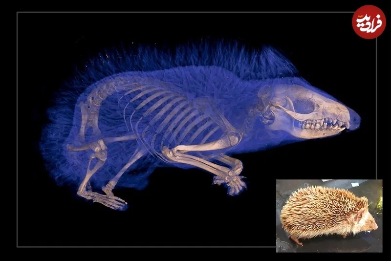 عکس های متفاوت جانوران با «سی‌تی‌اسکن»