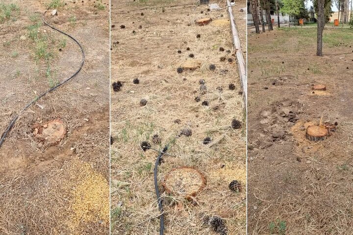 جنگل‌کُشی در قلب هیرکان؛ قطع هزاران اصله درخت در نور