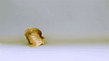 (تصاویر) محقق زن ایرانی به راز پشتک زدن کبوترها پی برد