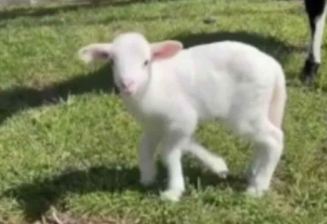 تصاویر بره‌ای که پنج پا دارد