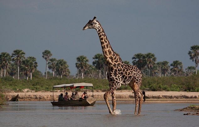 چند حقیقت شگفت انگیز درباره هوش حیوانات که نمی‌دانستید