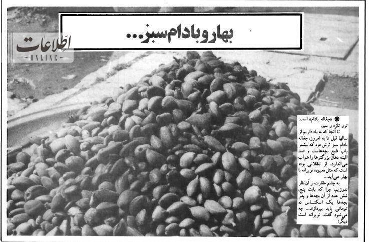 «چغاله بادام»