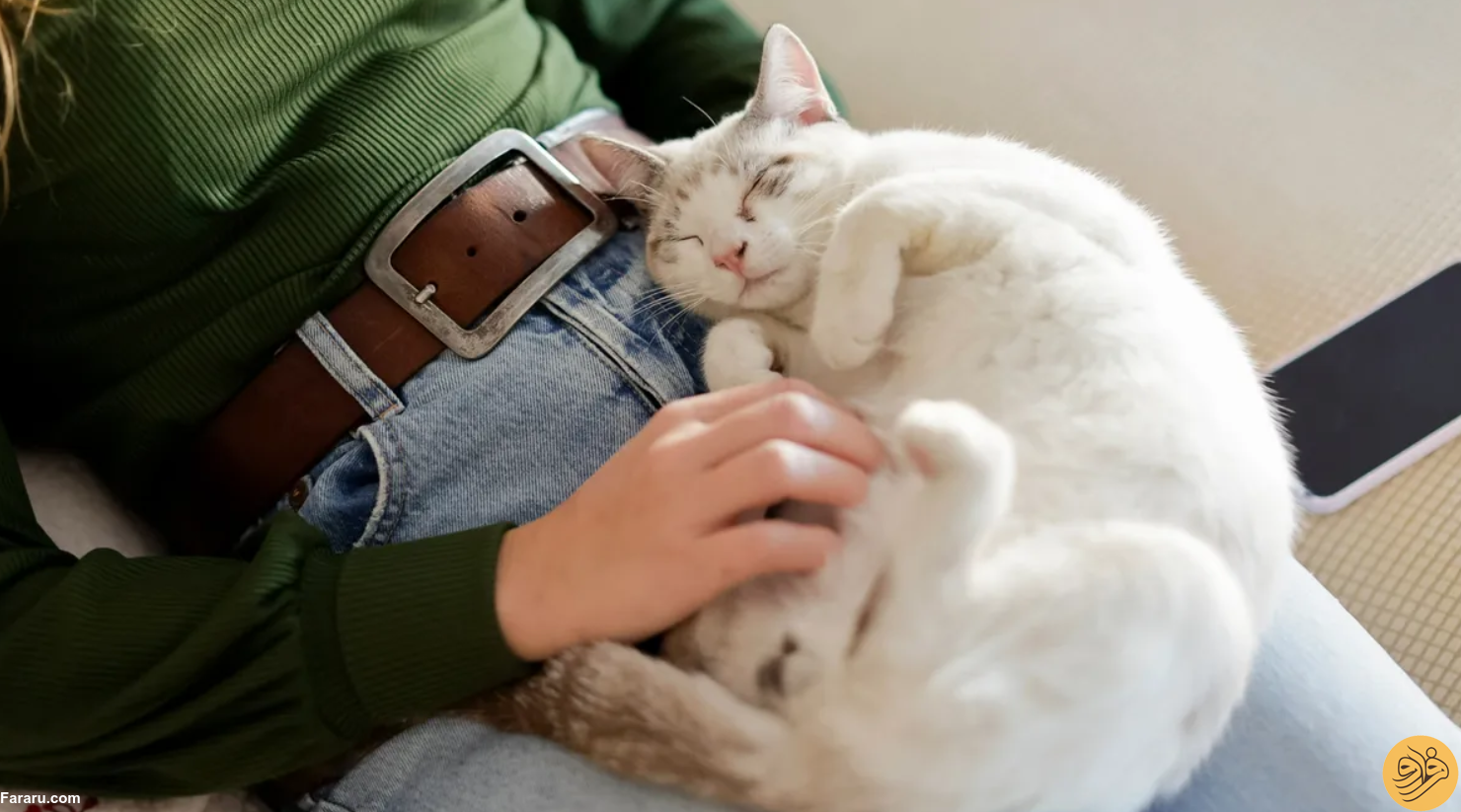 آیا گربه‌ها واقعا ۹ جان دارند؟ / خوانده شد