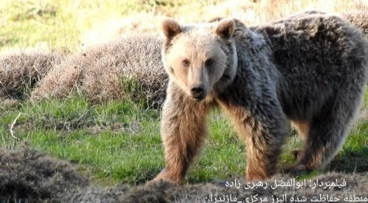 (تصاویر)
