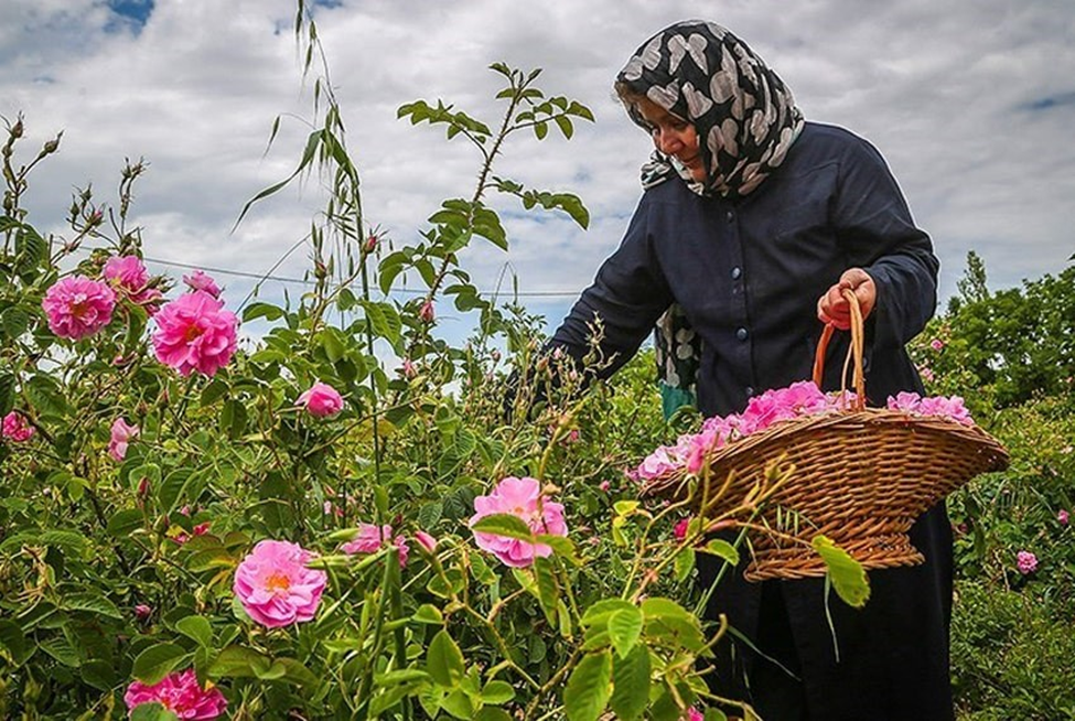 مراسم گلاب گیری کاشان