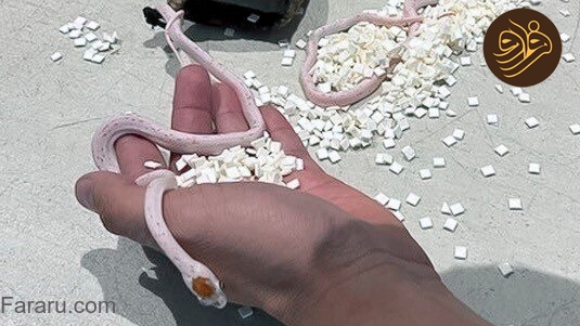 (عکس)