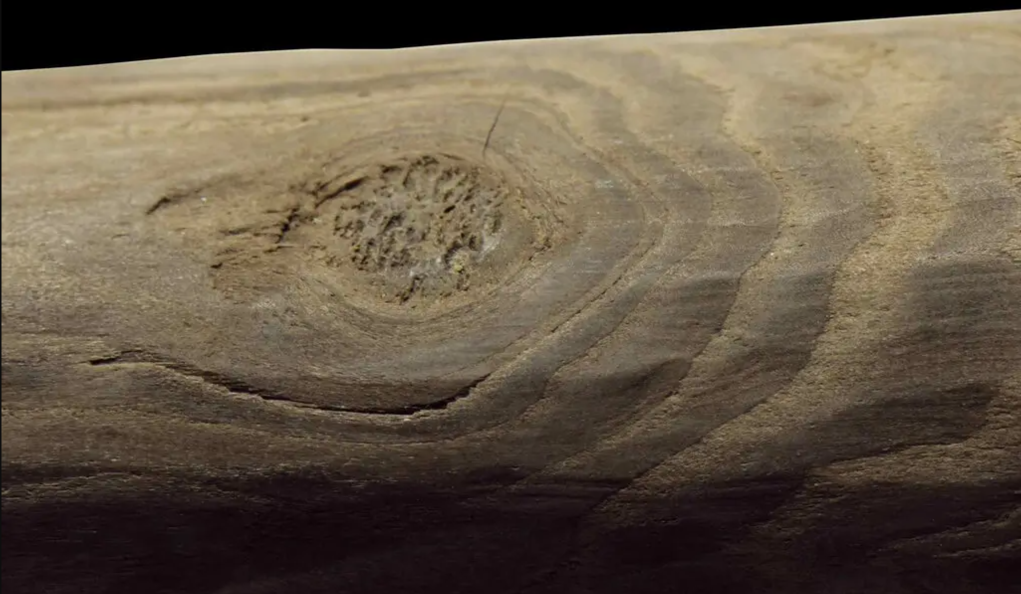 کشف جدید باستان‌شناسان: نگو حجر، بگو شجر!