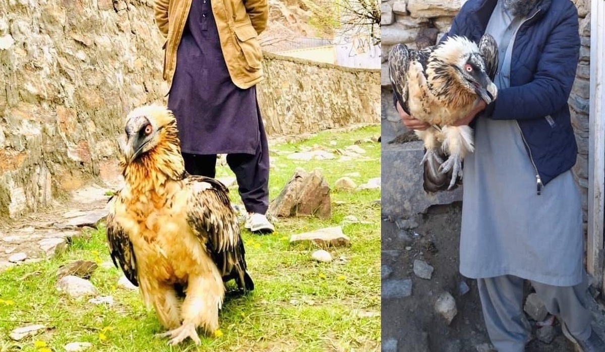 (تصاویر)
