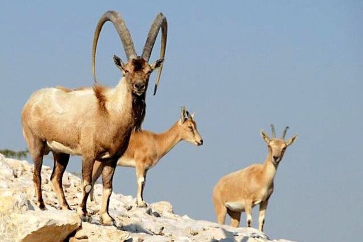 (تصاویر)