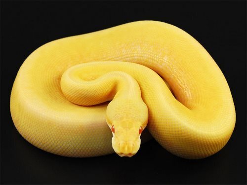 بررسی کامل مار پیتون + عکس‌های تنها مارپیتون در ایران