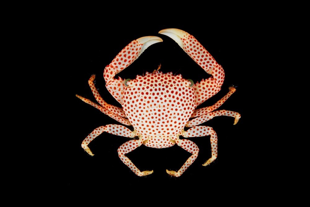 (تصاویر) این خرچنگ برای زندگی با مرجان تکامل یافته است!