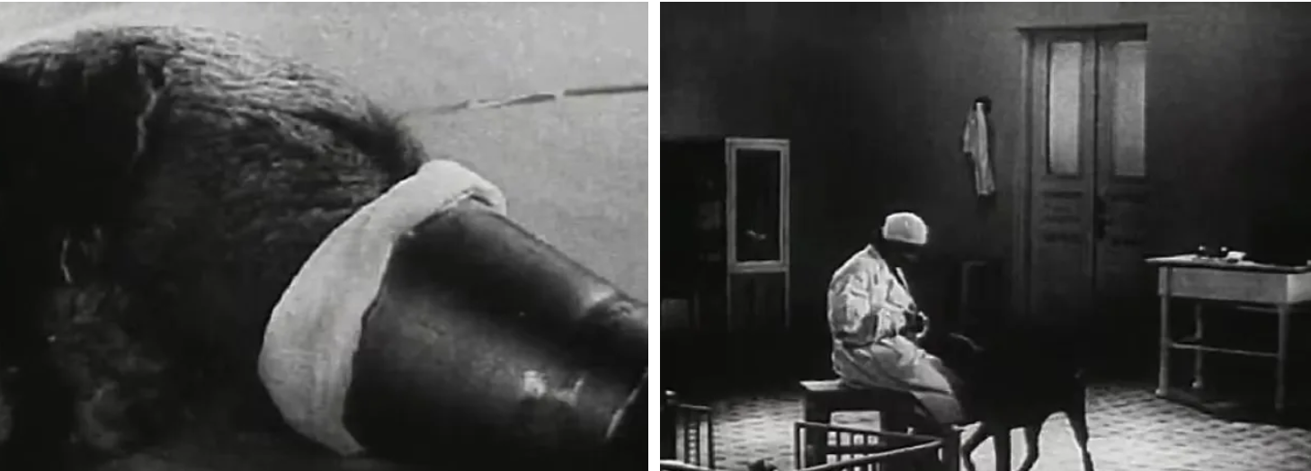 نگاهی به آزمایشات ترسناک دانشمندان اتحاد جماهیر شوروی روی حیوانات