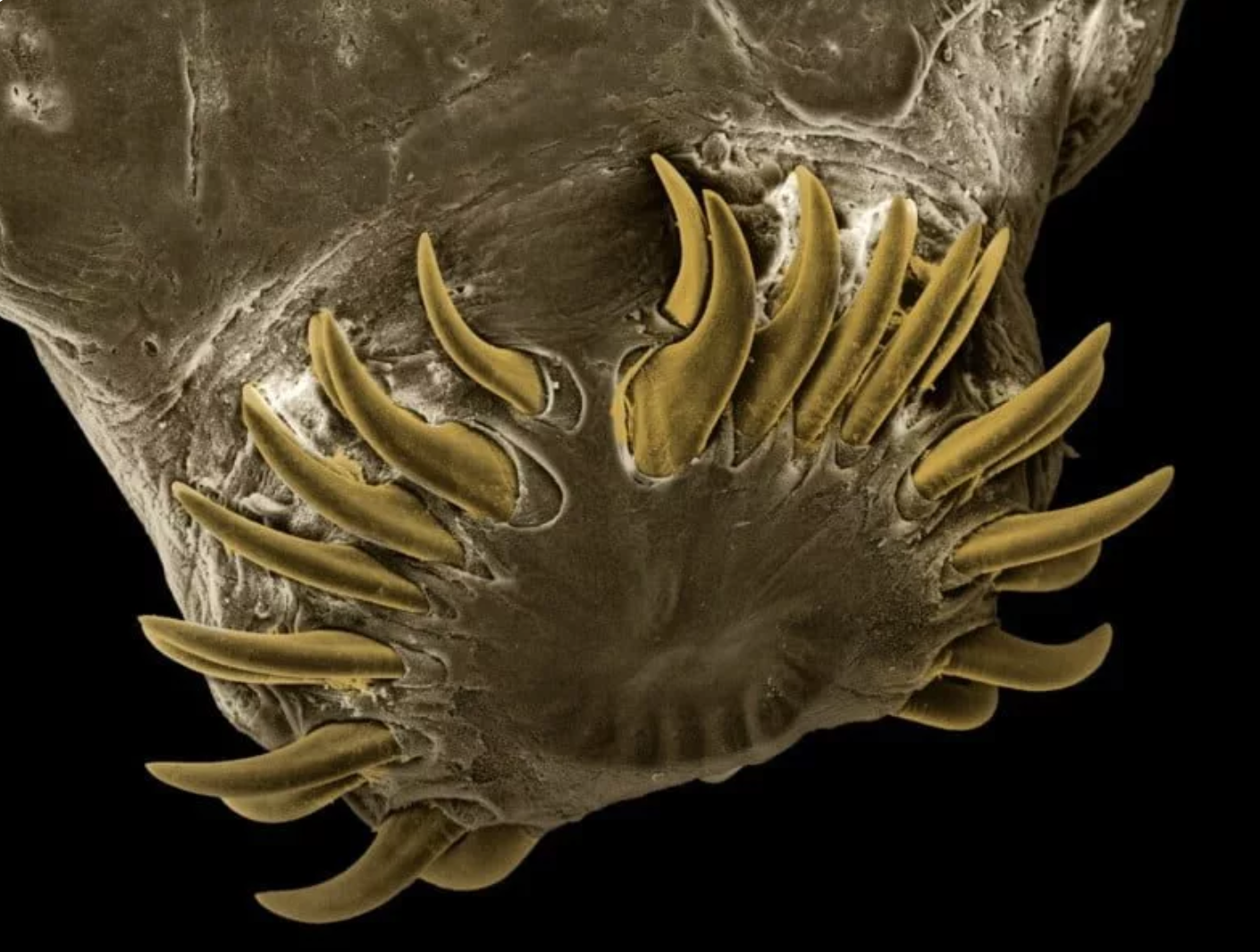 تصاویر حیرت‌آور کرم‌های انگلی که می‌توانند داخل بدن حیوانات خانگی زندگی کنند