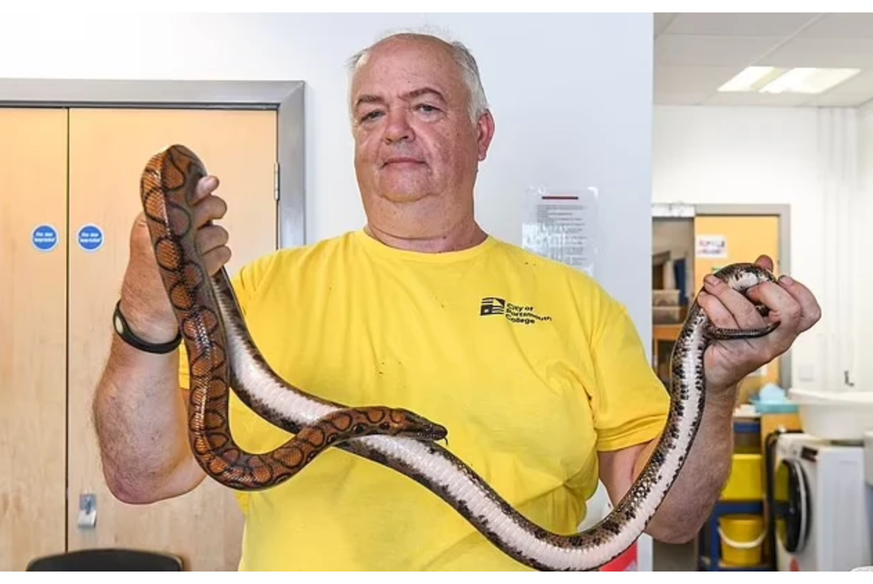 پدیده‌ی عجیب بکرزایی؛ تولد معجزه‌آسای ۱۴ مار بوآ بدون جفت‌گیری مادر