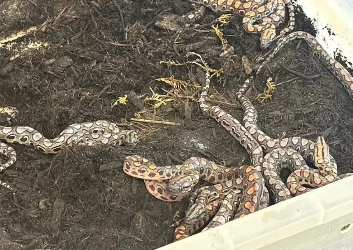 پدیده‌ی عجیب بکرزایی؛ تولد معجزه‌آسای ۱۴ مار بوآ بدون جفت‌گیری مادر