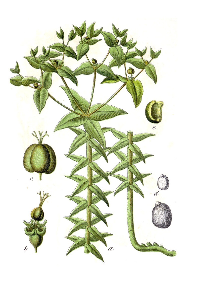 (تصاویر) فرفیون یا شیرسگ؛ گیاهی که می‌تواند کور کند!