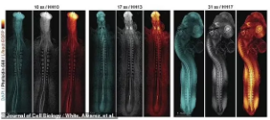 (ویدئو) ثبت تصویری بی‌سابقه از شکل‌گیری جنین؛ امیدی برای حل معماهای پزشکی