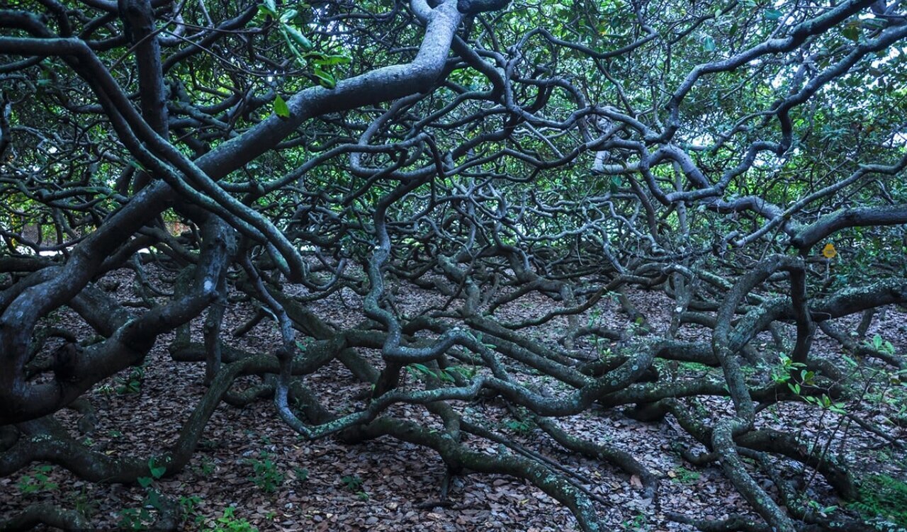 (تصاویر) بزرگ‌ترین درخت بادام هندی جهان