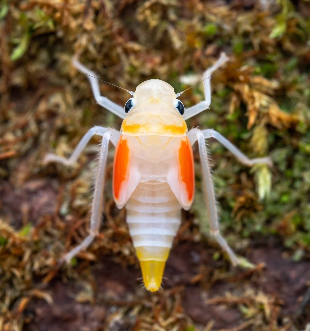 (تصاویر) نوزاد زنجرک با ظاهری شگفت‌انگیز