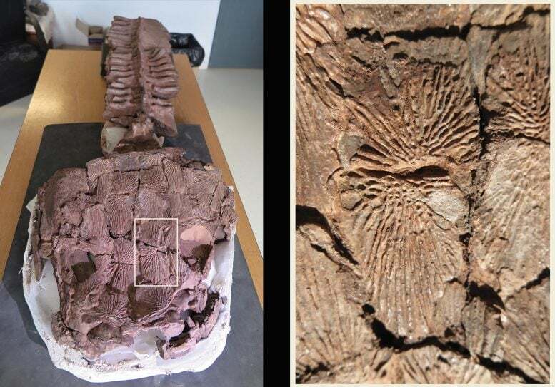 فسیل‌های غول‌پیکر نظریه تکاملی را به چالش کشیدند