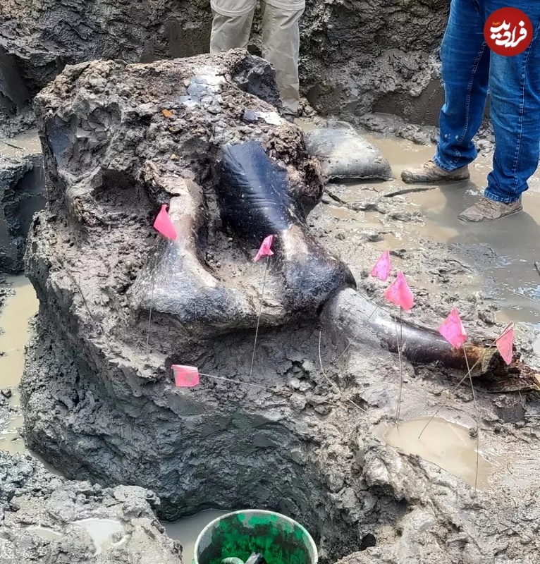 (تصاویر) کشف جمجمۀ غول‌آسای یک جانور ۱۳ هزارساله