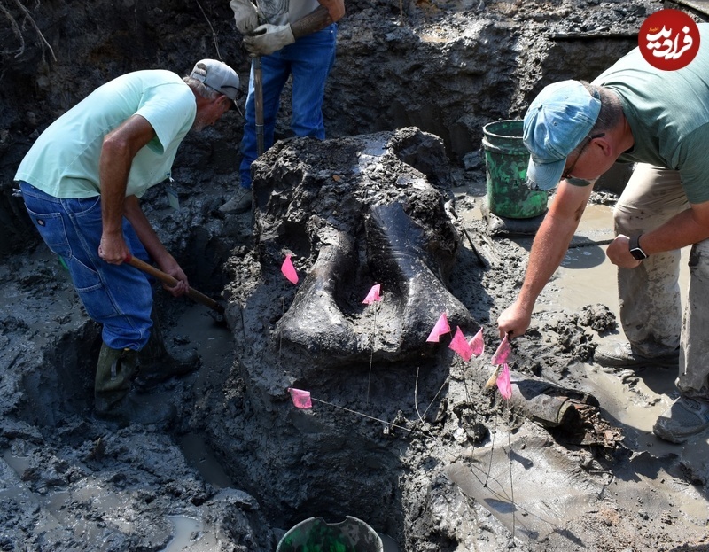 (تصاویر) کشف جمجمۀ غول‌آسای یک جانور ۱۳ هزارساله