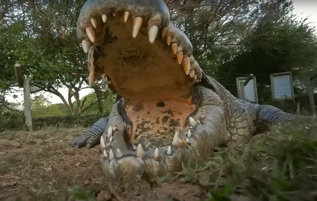 هِنری ۱۲۳ ساله؛ پیرترین تمساح جهان با ۶ همسر و ۱۰،۰۰۰ بچه