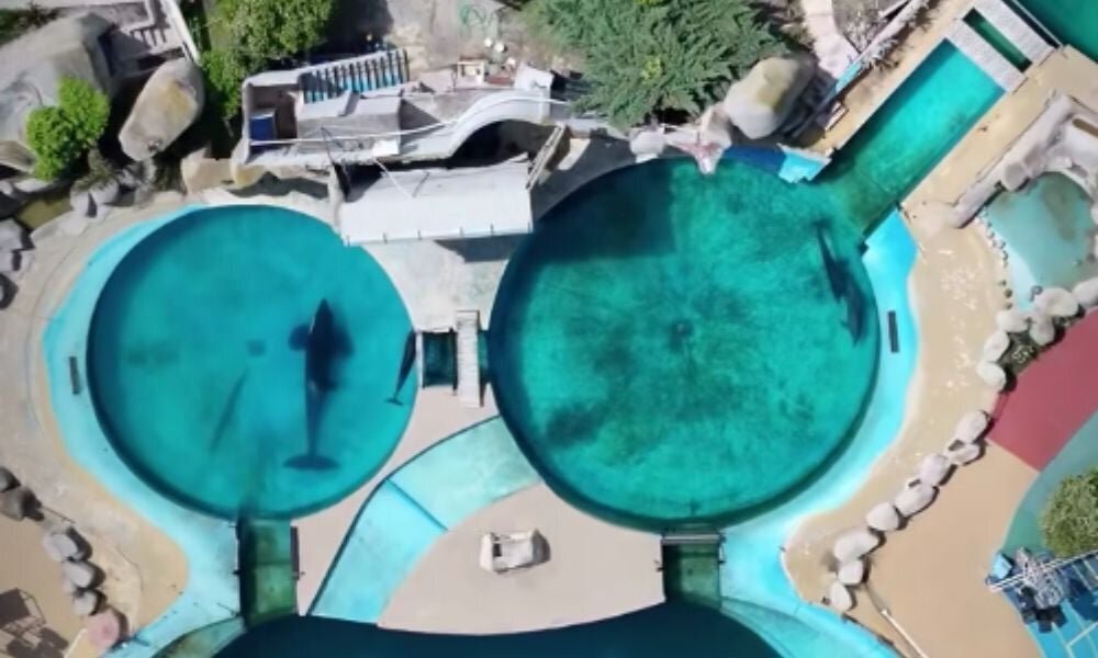 (تصاویر) نهنگ قاتلی که در استخری کوچک نگهداری می‌شود