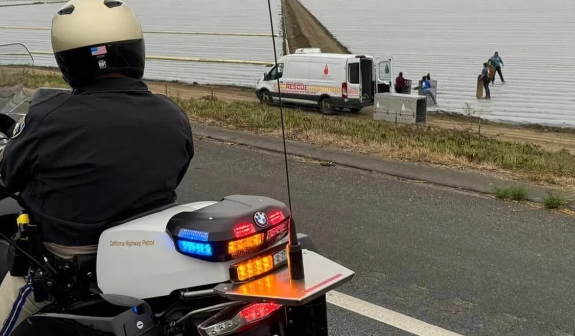 (تصاویر) شیر دریایی سرگردان در بزرگراه