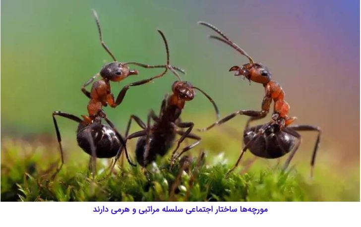 مورچه‌هایی که با قطع پای مورچه‌ای دیگر، جان او را نجات می‌دهند//////