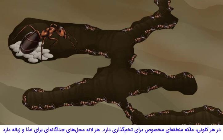 مورچه‌هایی که با قطع پای مورچه‌ای دیگر، جان او را نجات می‌دهند//////