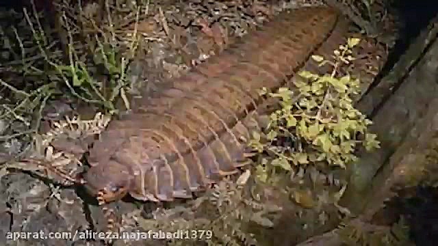 کشف بزرگ‌ترین حشره جهان با جثه به اندازه یک خودرو