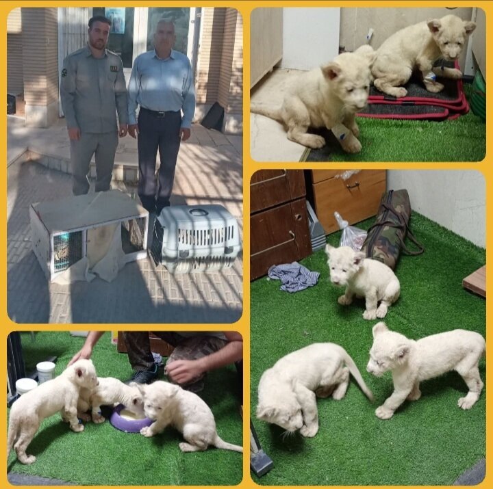 آخرین اخبار از وضعیت سه توله شیر کشف شده در نایین