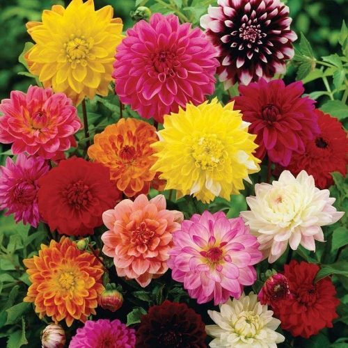 دست‌گل آقای ناظری منتشر نشود////چه گل‌های پیازی را می‌توانیم در پاییز بکاریم؟