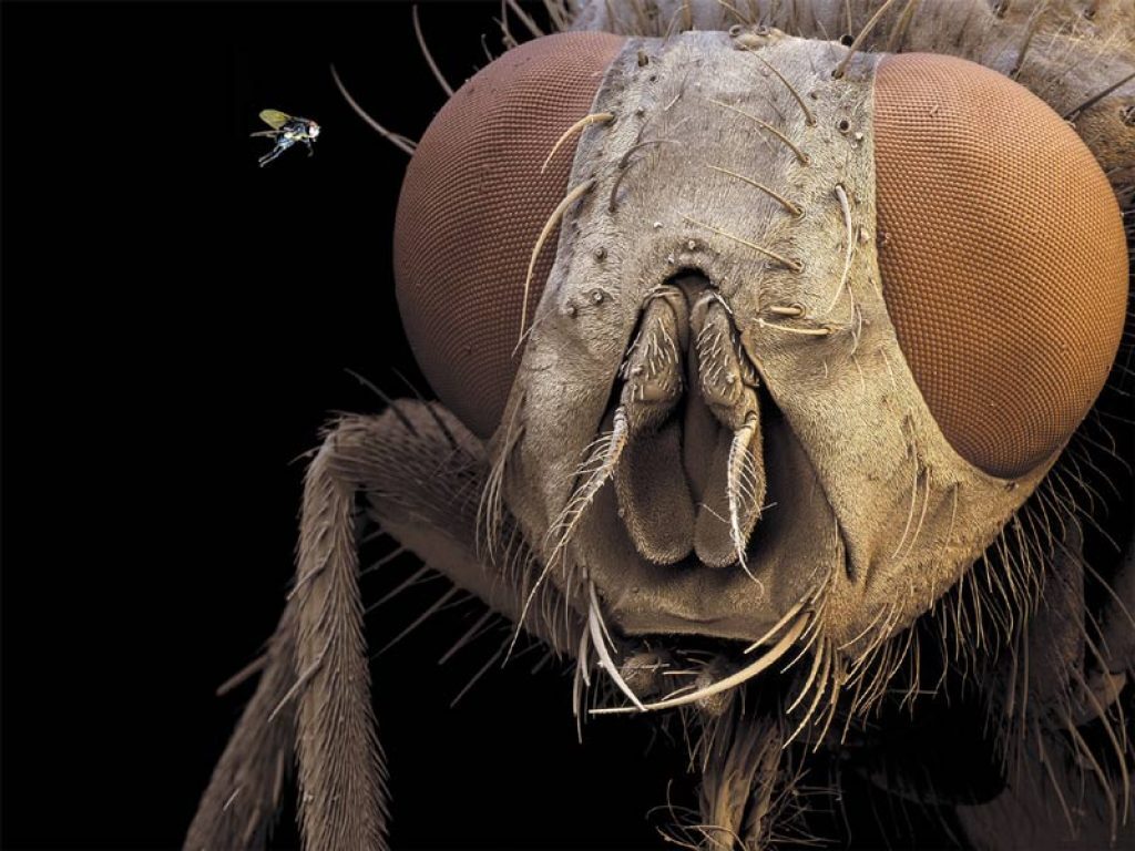 عجیب‌ترین عکس از یک مگس! (تصویر)