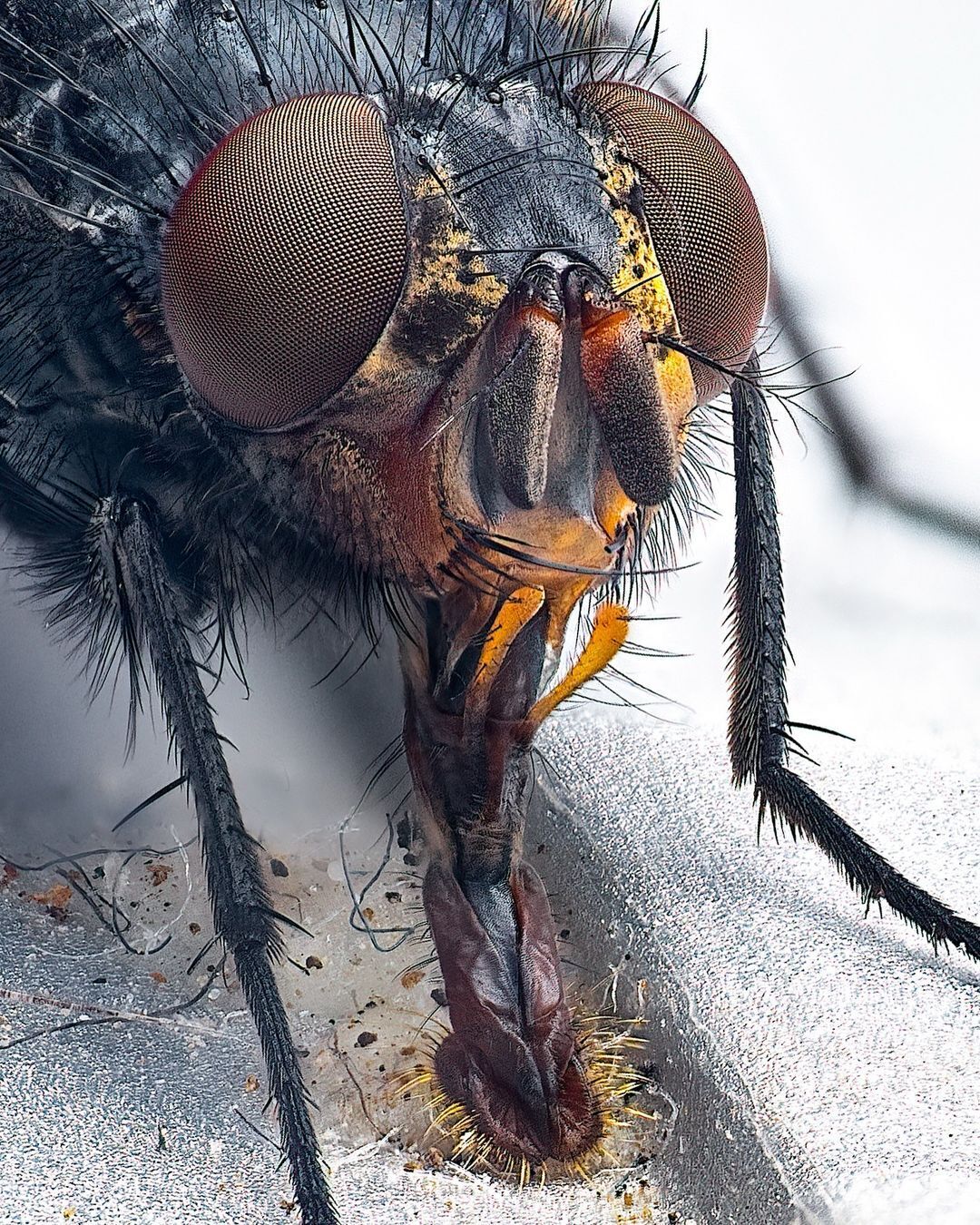 عجیب‌ترین عکس از یک مگس! (تصویر)