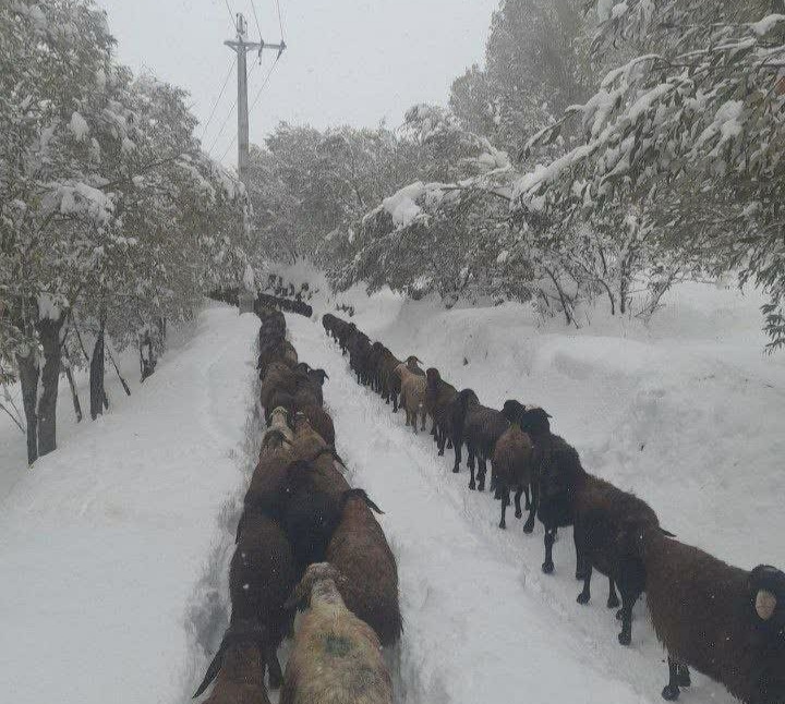 بارش نیم متری برف در دامنه سهند (تصاویر)