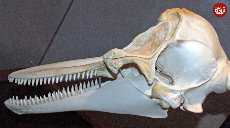 عجیب‌ترین پول‌های جهان (تصاویر)